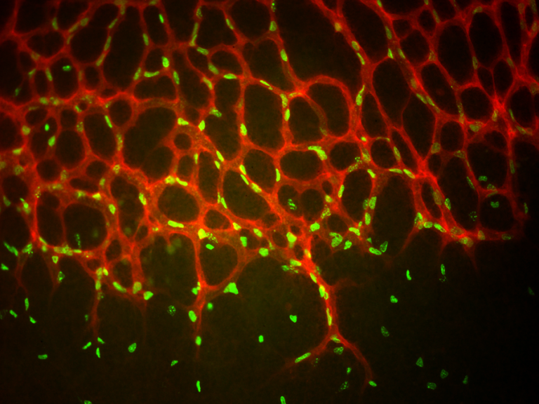 Retina Research Image