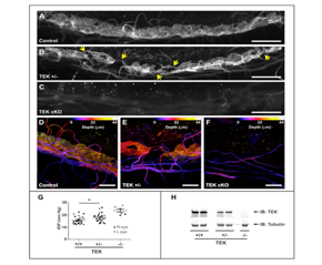 Ophthalmic Images