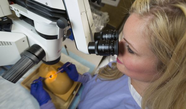 Physician Performing Surgery on a Model