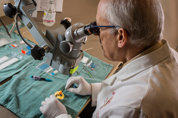 Dr. Paul Kaufman dissecting an eye in preparation for placement of a prototype device into Schlemm's canal, for injection of a viral vector containing a gene that may reduce the eyes resistance to fluid drainage. The resistance reduction reduces the pressure inside the eye. Higher pressure may damage the optic nerve that conducts visual impulses from the eye to the brain. The injected gene may thus be therapeutic for glaucoma. Photo Dec. 19, 2016. (Photo © Andy Manis)