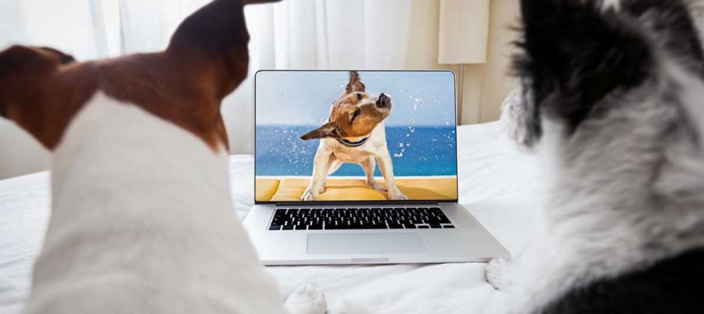 two dogs watch television