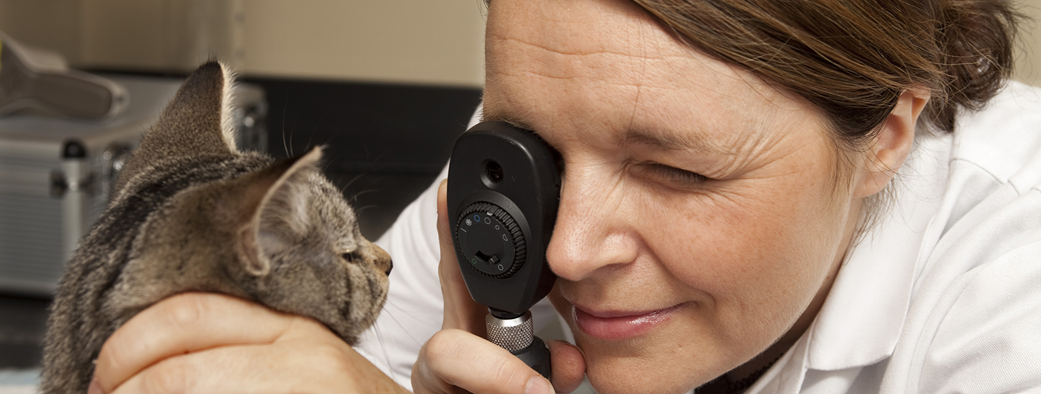 woman examines a cat's eyes